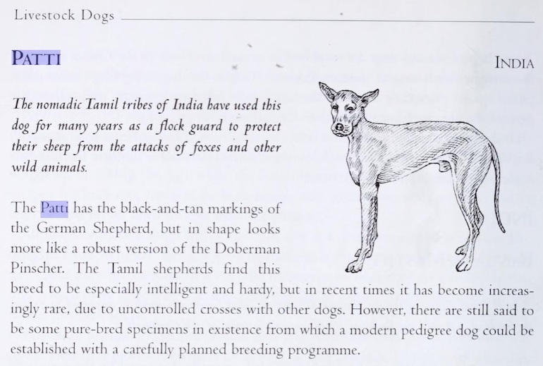 A Patti dog to the right of text that describes the dog