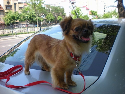 A little tan dog with a black muzzle standing on the back of a car while connected to a red leash