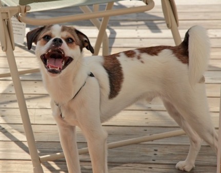 A small white dog with tan and black markings outside on a wooden deck standing in the shade of a lawn chair panting