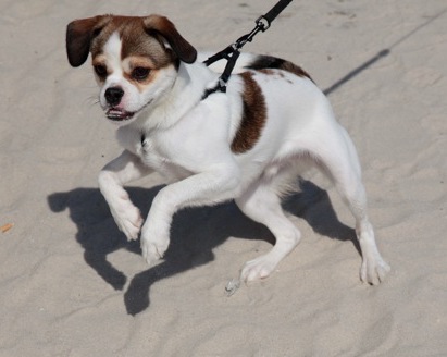 A small tricolor white, tan and black dog with an under bite jumping up on a sandy beach