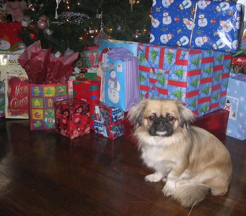 A little fluffy, long haired tan dog with long flowing ears that hang to the sides and have black on them sitting down next to a Christmas tree and wrapped presents