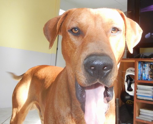 Front view of a reddish-brown colored large breed dog with brown eyes, a large head with a big black nose and ears that hang to the sides in a living room.
