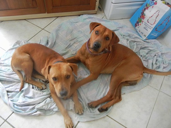 Two large breed brown dogs laying on a blanket in a kitchen.