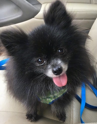 A fluffy little black dog with a little graying snout, a black nose, small prick ears, dark round eyes and a little pink tongue showing sitting down on the tan seat of a car looking up