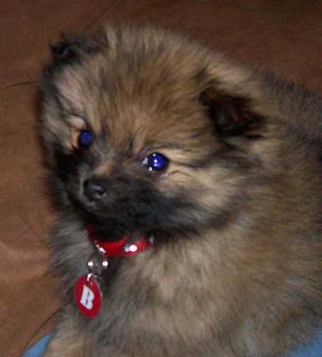 A little fluffy brown, black and tan puppy with small ears and a little black nose wearing a red collar sitting down.