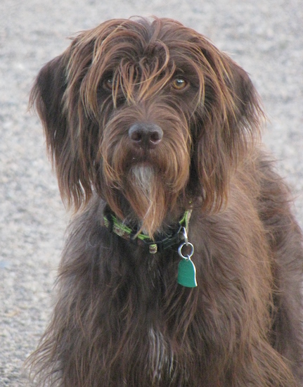 A brown longhaired dog with a long beard and hair hanging over his brown eyes wearing a green collar