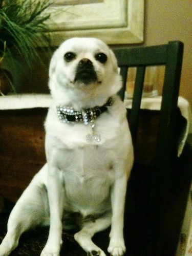 Front view of a small, wide chested white dog with long front legs, dark round eyse and a black nose wearing a black collar and tag with bling diamonds all over it sitting down on a wooden chair inside of a house