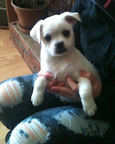 A little white puppy being held on the lap of a person wearing blue jeans with big holes all over them sitting on the ledge of a brick fireplace inside of a house.