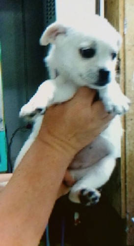 A person holding a white little pot belly puppy up in the air.