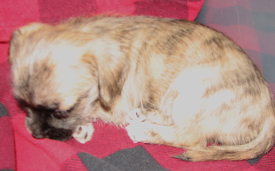 A little small breed puppy with a brown brindle coat and a black snout sleeping on a red blanket