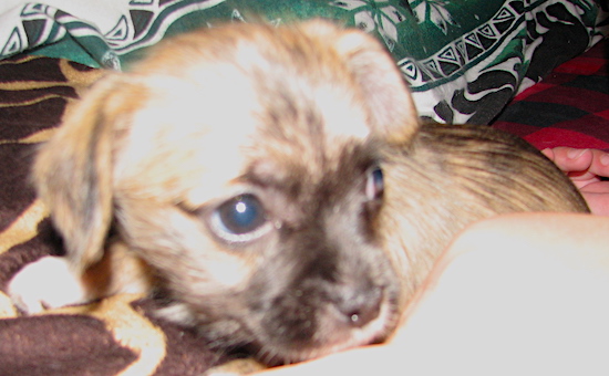 A small breed brown brindle puppy with a black snout laying down
