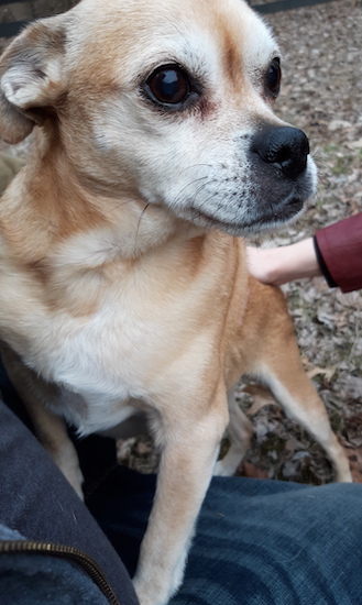 A small graying, tan dog with a white chest with this front paws on top of a jacket with a human hand touching the backside of the dog
