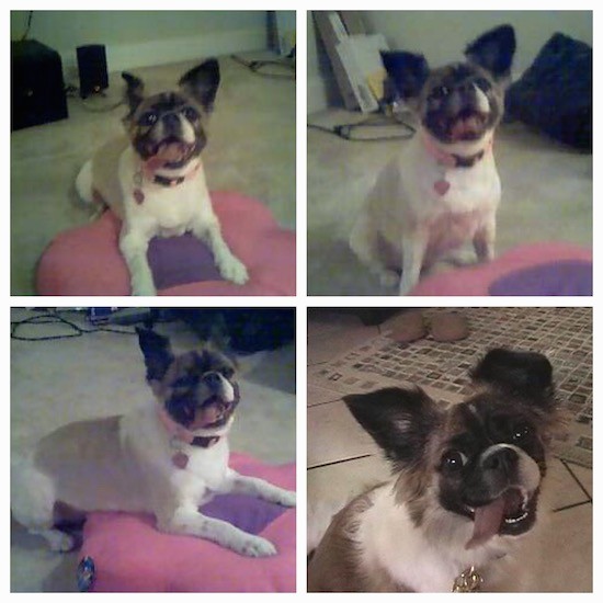 A collage of four pictures of a thick bodied white, tan, brown and black dog with large prick ears laying and sittting inside of a house