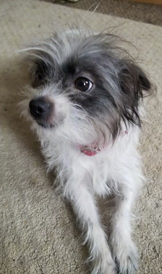 Front view of a small, gray and white scruffy dog with her ears pinned back, wide brown eyes and a black nose laying down