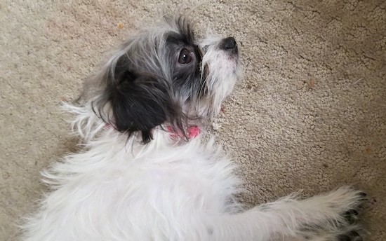 Side view of a long-haired white dog with a gray and black head, dark eyes and a black nose laying down on a tan carpet wearing a hot pink collar