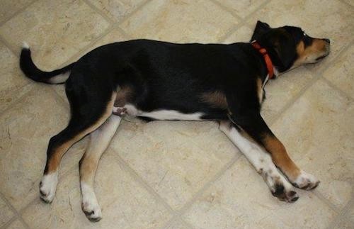 A shorthaired, tricolor, large breed puppy with a long tail and a pot belly wearing a red collar laying down on a tan tiled floor