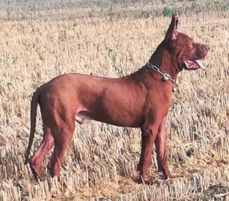 Side view of a large breed red colored dog with a thick neck and big head with large stand up ears and a long tail standing in a field of brown grass