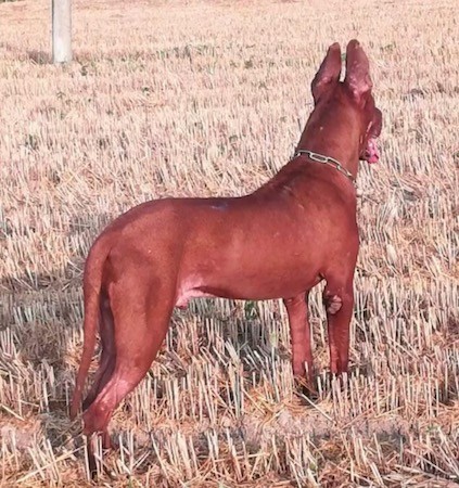 Back side view of a red colored, large breed, tall dog with big prick ears and a thick neck wearing a chain link collar while standing in a field of brown grass looking forward