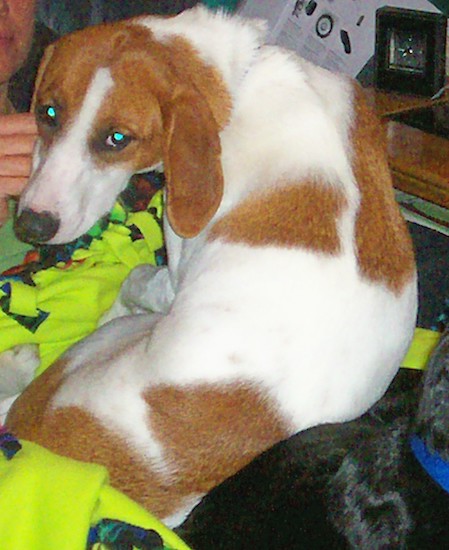 A white dog with fawn-red colored markings, a long snout and a black nose laying down on a bunch of blankets 
