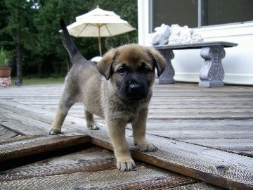 A little tan with black puppy with a short, but fluffy, thick coat, and ears that hang to the sides standing outside on a wooden deck in front of a house with a cement bench and a table and patio umbrella behind her.