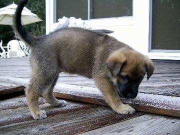 A little tan with black tipped puppy with a black tail and a black muzzle snelling a wooden deck outside in front of a house
