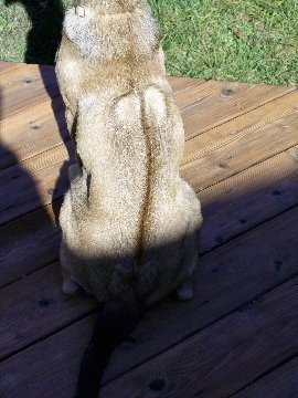 The backside of a large tan dog with a dark line going down the middle of the dog's back as the dog sits on a wooden deck outside next to green grass