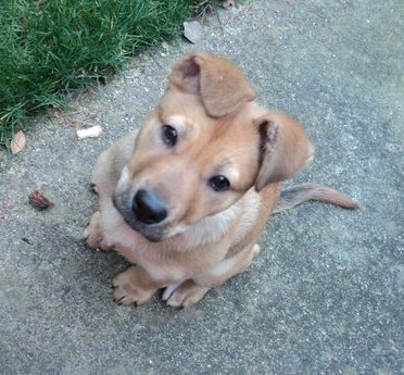 A soft-looking little tan , large breed puppy with ears that flop over to the front, dark almond shaped eyes and a black nose sitting down on a sidewalk next to green grass looking up