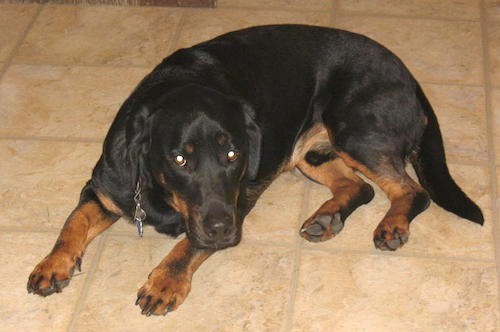 A thick bodied black and tan dog with very short legs, a big head a long tail and a long body and long hanging ears laying down on a tan tiled floor