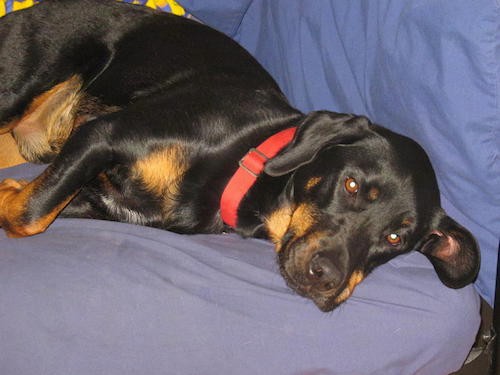 A thick, black and tan dog with a big head and short legs with brown eyes and a black nose laying down on a blue bed