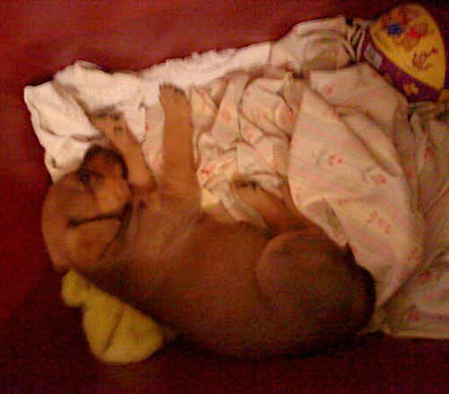 A little brown puppy laying down sleeping on a pile of sheets on the floor next to a yellow and purple basketball