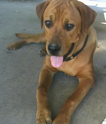 Front view of a large breed fawn dog with brown eyes, a big head with a big black nose laying down on a concrete floor with his pink tongue showing looking happy