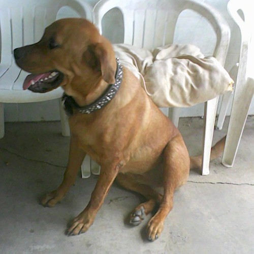 Front side view of a thick bodied, large, muscular dog sitting down in front of plastic lawn chairs looking to the left while wearing a thick black collar with bling on it