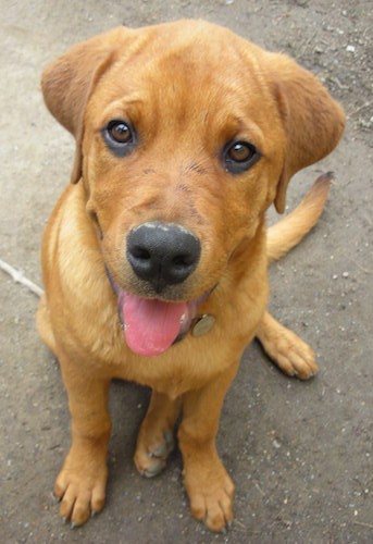 Front view looking down at a happy red colored puppy with a big head, brown eyes, a wide muzzle with a large black nose and a pink tongue showing sitting down looking happy