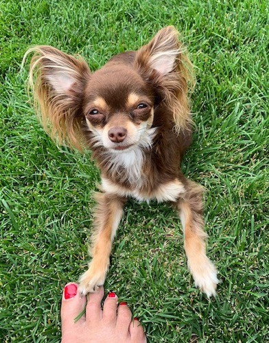 A little brown, tan with white dog with an apple shaped head and large prick ears that are set very wide apart with long fringe hair hanging from them laying down in green grass with a person's foot that has painted red toe nails standing in front of him