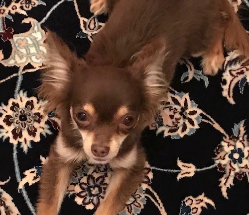 A chocolate brown, tan and white little dog laying down on a black Oriental rug looking up