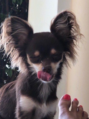 A brown, tan and white little dog with ears that stand up to a point with long fringe hair hanging from them licking his nose with this eyes closed in front of a lady with hot pink toenails.