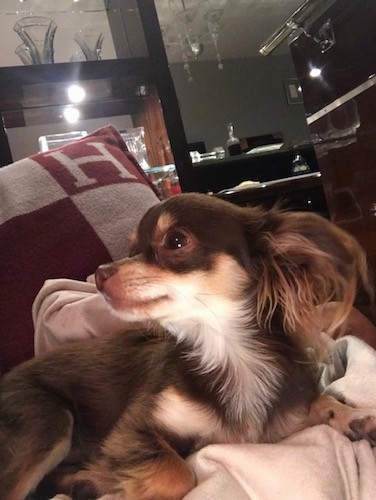 A brown, tan and white little dog laying on a couch inside of a house looking to the left