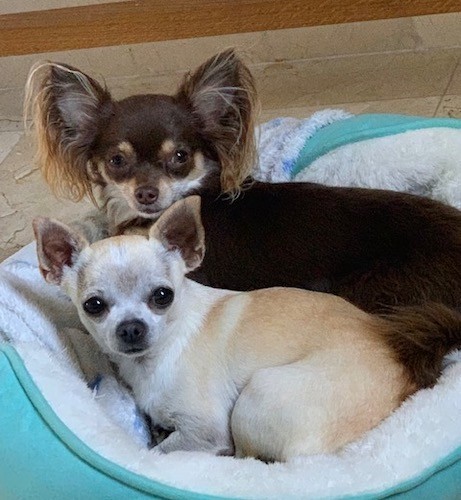 A little brown, tan and white dog with long hair hanging from his large prick ears laying down next to a short haired tan and white little Chihuahua dog in a mint green dog bed
