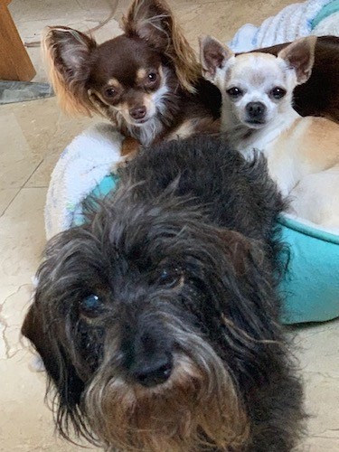 Three toy sized dogs, a brown and tan and a tan and white laying on a green dog bed and a long haired gray and black dog standing in front of the bed