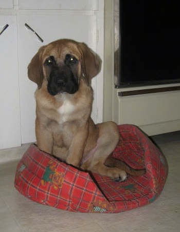 A thick, large breed puppy with a big head, long hanging ears, a tan body with white on his chest and a black muzzle sitting down in a small red dog bed