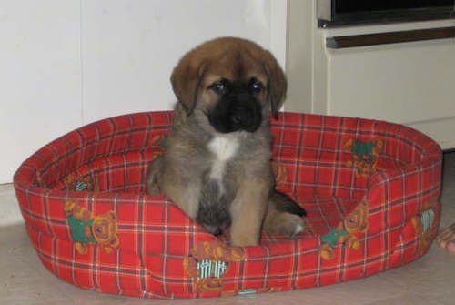 A small, fluffy, thick coated little puppy with a tan body, black muzzle and white chest sitting down in a red dog bed