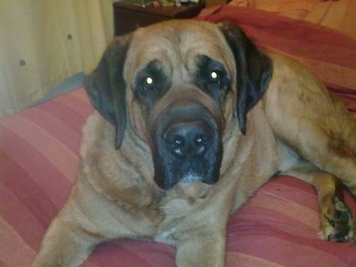 A big, large breed dog with a big head, very large snout with a big nose and extra skin and wrinkles around  his face with ears that hang to the sides laying down on a red bed