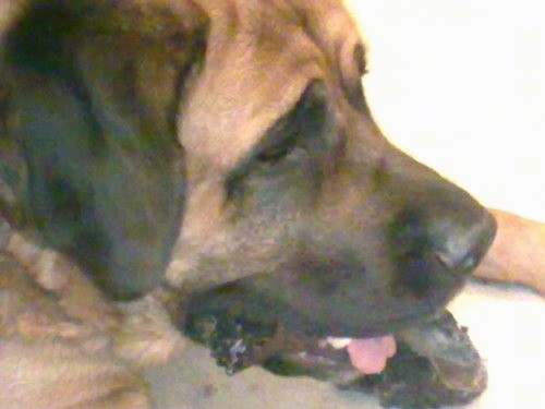 Side view head shot of a tan and black large breed dog with extra skin and wrinkles laying down wiht his pink tongue showing