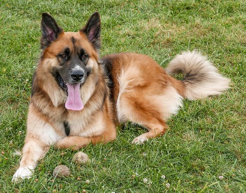 An extra large breed dog with a thick, long tan, black and white coat, large ears that stand up and a long tail that curls in a U laying in green grass with two dirty tennis balls in front of his paws with his big pink tongue hanging out