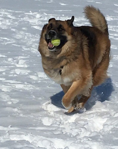 A large, thick coated, tan dog with black, brown and white on his underside and paws running in the snow with a tennis ball in his mouth