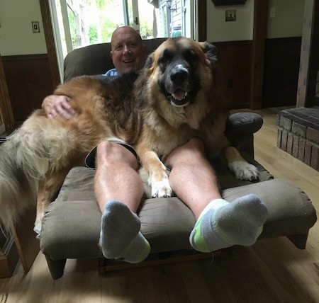 A huge, thick coated, tan, black and white dog with a large head and thick body sitting on the lap of a man in a brown recliner
