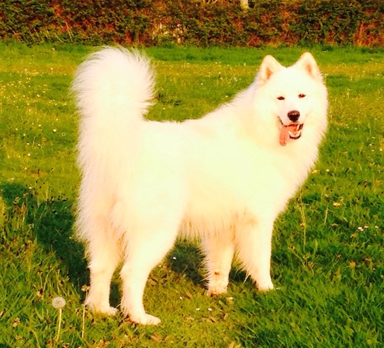 A pure white long coated fluffy dog with a thick tail, small erect ears a black nose and dark eyes standing outside in grass