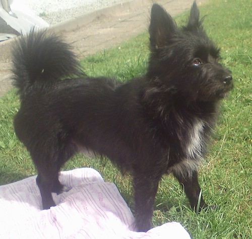 Side view of a shaggy, but soft looking black dog with a white patch on his chest, A fringe tail that curls up over his back, brown eyes and small ears that stand up standing outside in grass with three paws on top of a pink blanket