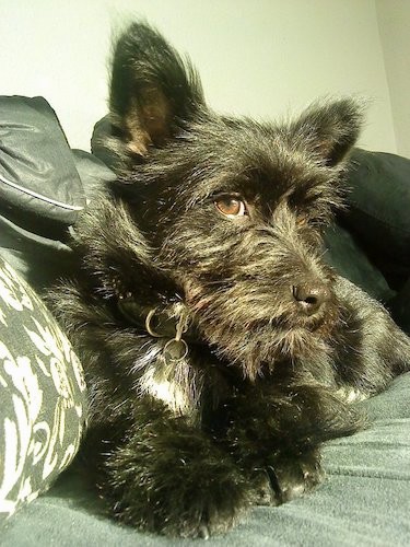 A shaggy little black dog with a white spot on his chest, brown eyes, small prick ears and a medium coat laying down on a couch inside of a house