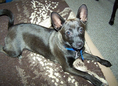 A small, short haired, shiny coated black with brown dog with large prick ears, wide round brown eyes and a black nose laying down on a carpet inside of a house